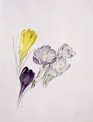 Krokus